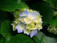 /album/kepgaleria-felajanlas/hydrangeas-jpg/