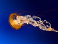 /album/kepgaleria-felajanlas/jellyfish-jpg/