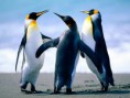 /album/kepgaleria-felajanlas/penguins-jpg/